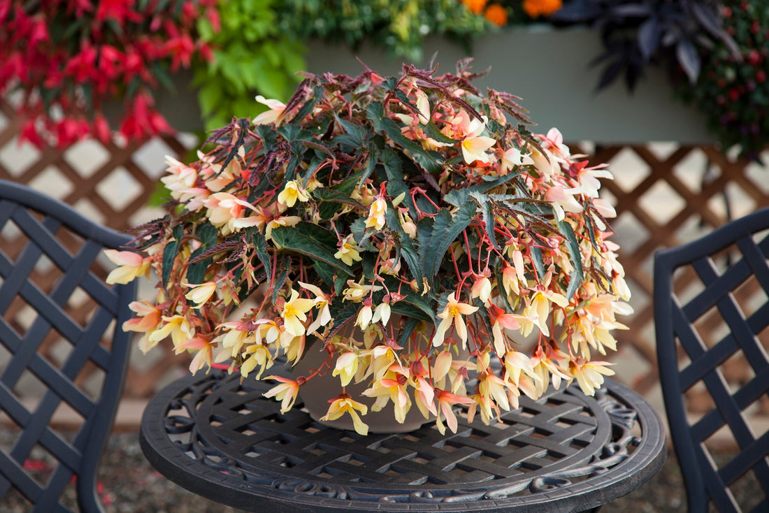 Bold Blooms for Shady Spaces: Plant Begonia Seeds in Bulk