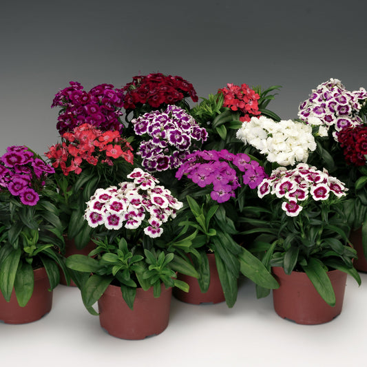 Bulk Dianthus Barbarini Mix Seeds – Fragrant Blooms in Vibrant Colors