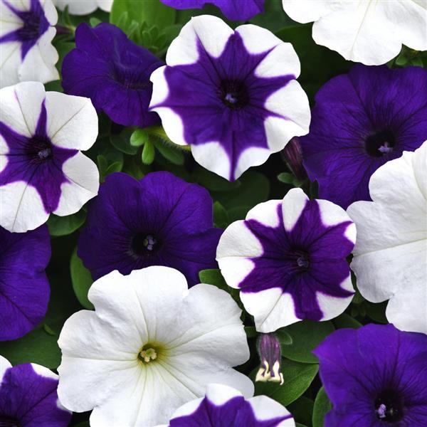 "Trailing Petunias in hanging basket – E3 Easy Wave Déjà Vu Mixture flowers