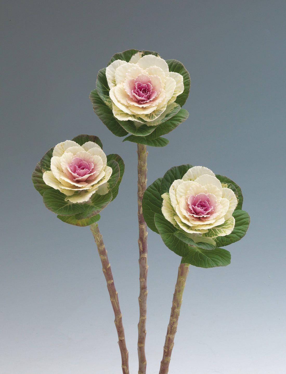 Flowering Kale Crane White with crisp white rosettes and blush pink centers – bulk seeds for cold-season gardens"