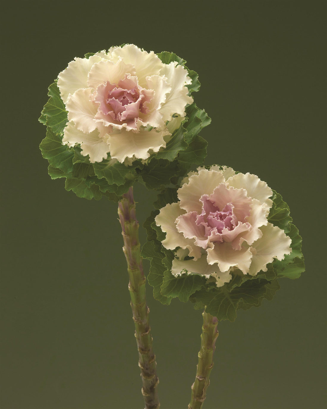 "Flowering Kale Crane Ruffle Bicolor with magenta and white ruffled leaves – bulk seeds for cool-season color"