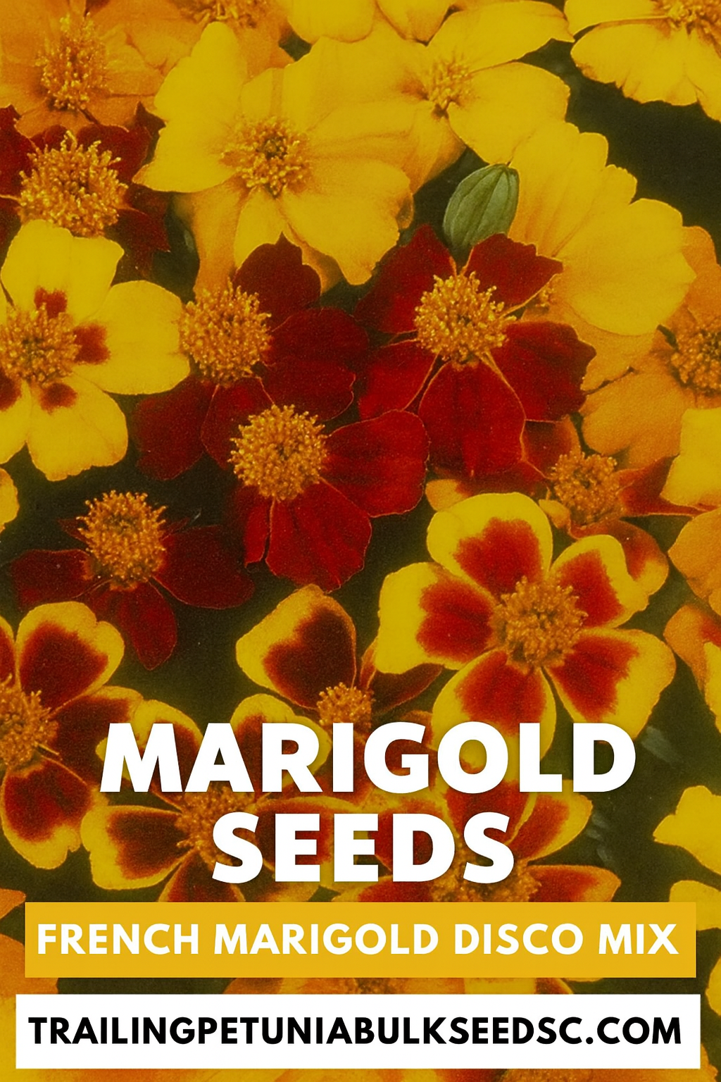 French Marigold Disco Mix flowers in brilliant shades of yellow, orange, and red
