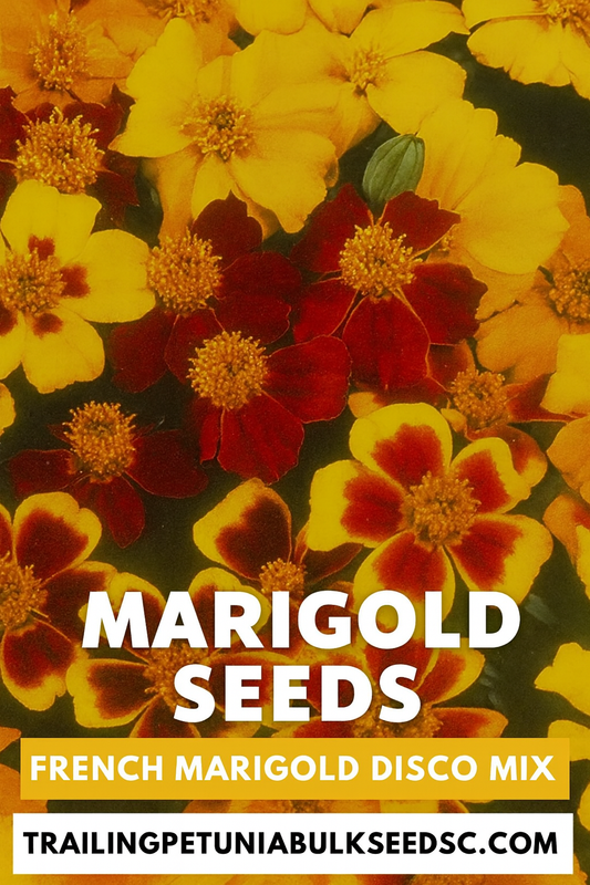 French Marigold Disco Mix flowers in brilliant shades of yellow, orange, and red