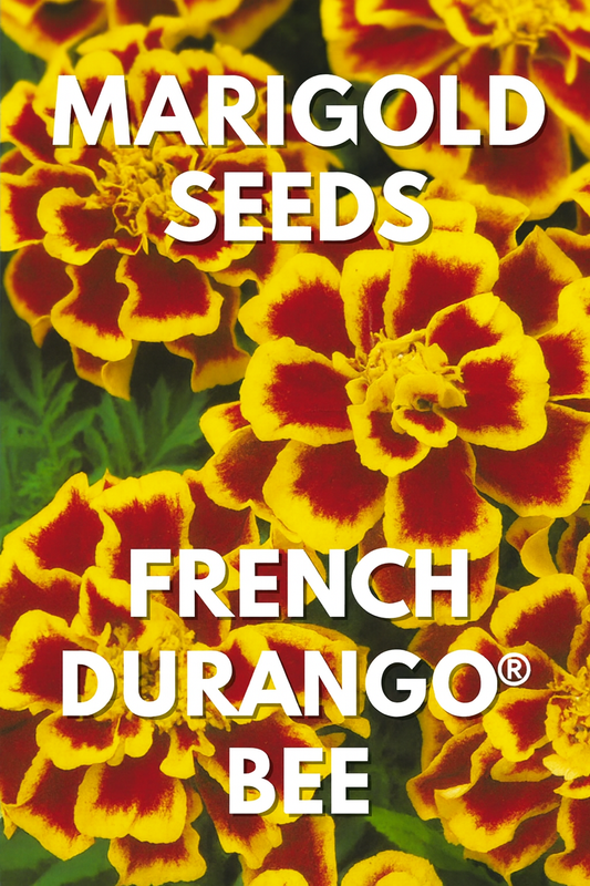 French Marigold Durango® Bee in bloom with bold golden-yellow and red bicolor flowers