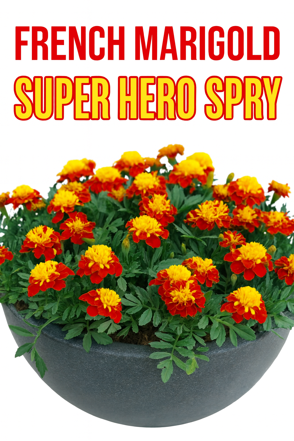 French Marigold Super Hero Spry in bloom with golden-yellow and deep red bicolor flowers
