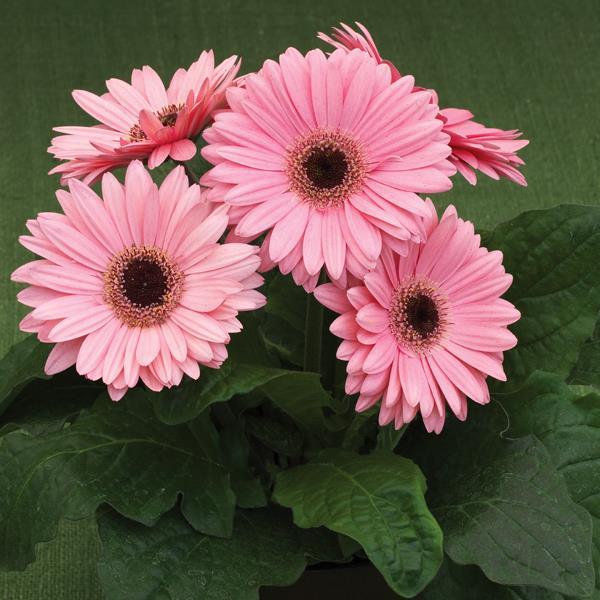 Gerbera Royal Deep Pink Dark Eye – Vibrant Deep Pink Daisy with Dark Center