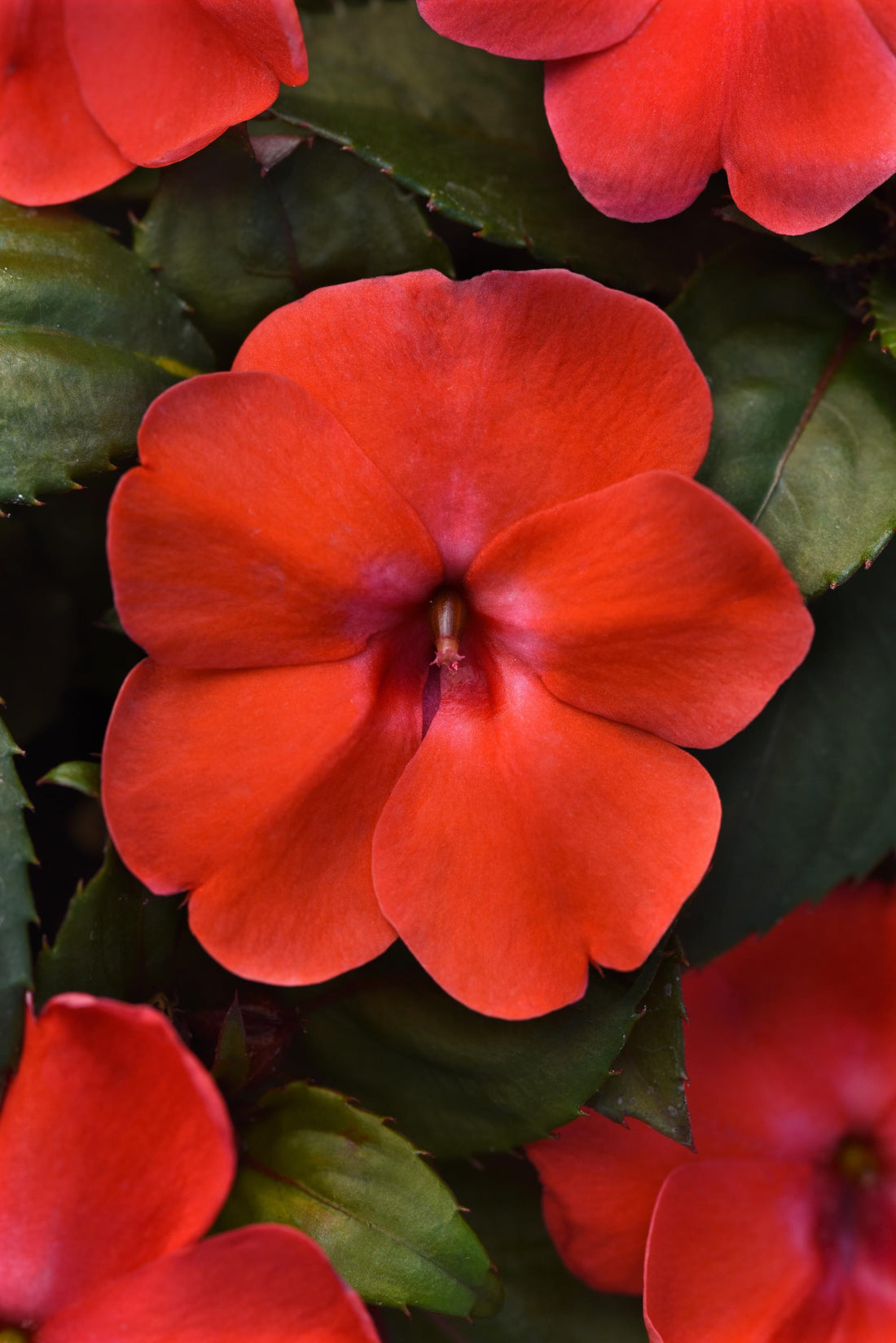 "Impatiens Solarscape Orange Burst bright orange flowers in bloom"