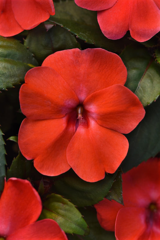 "Impatiens Solarscape Orange Burst bright orange flowers in bloom"