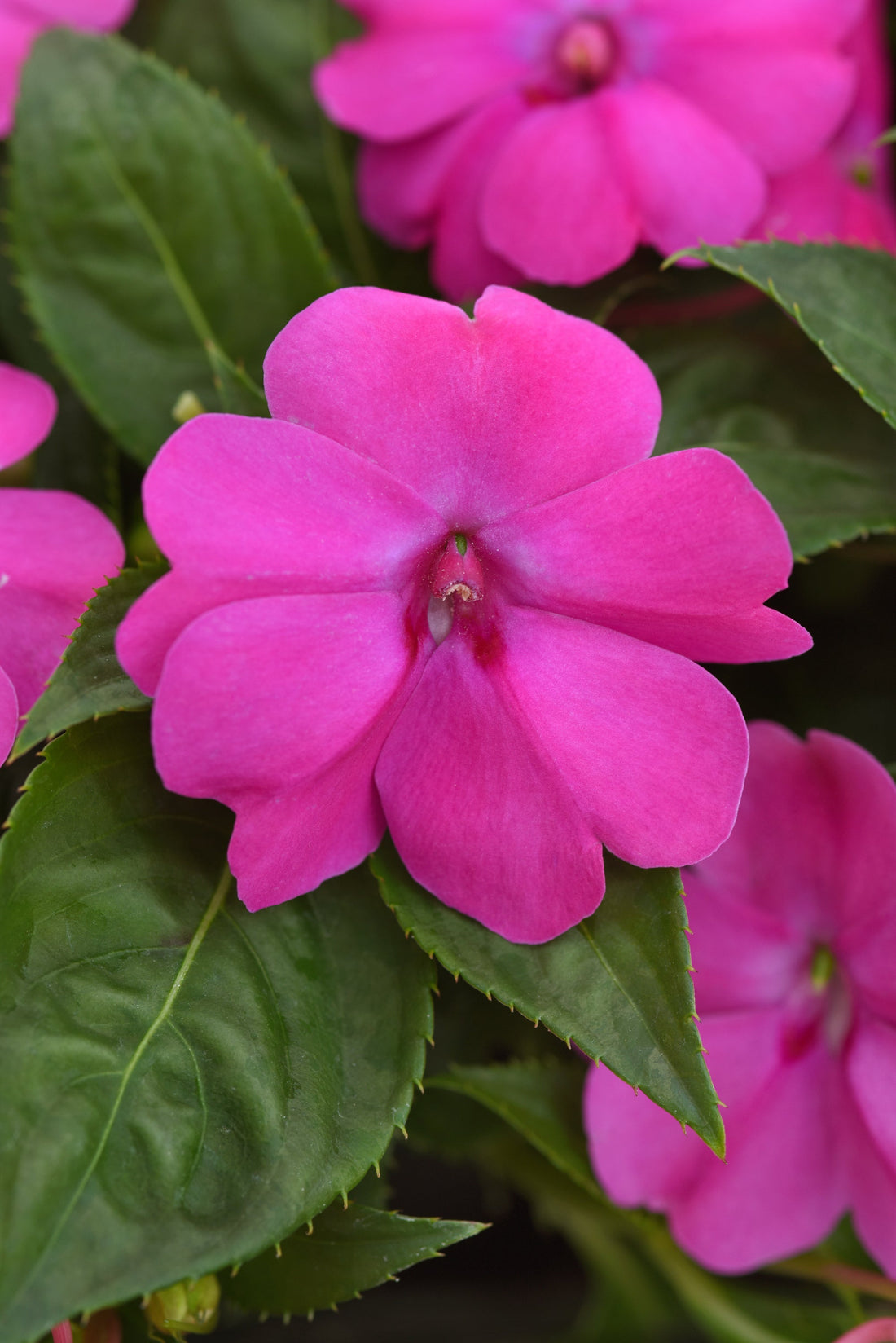 "Impatiens Solarscape Pink Jewel vibrant jewel-toned pink flowers in bloom"