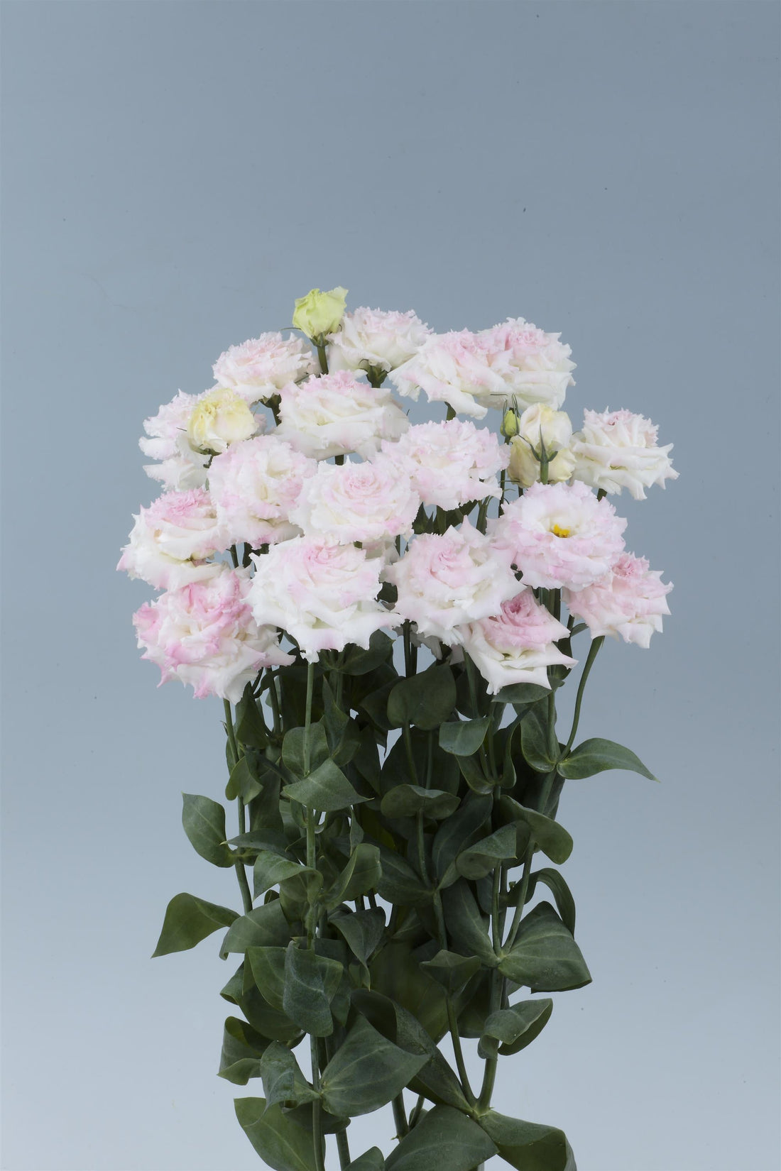 Lisianthus Voyage 2 First Love flowers blooming in soft pastel pink, featuring double petals and long stems, grown in bulk for cutting gardens, florists, and wedding flower production.