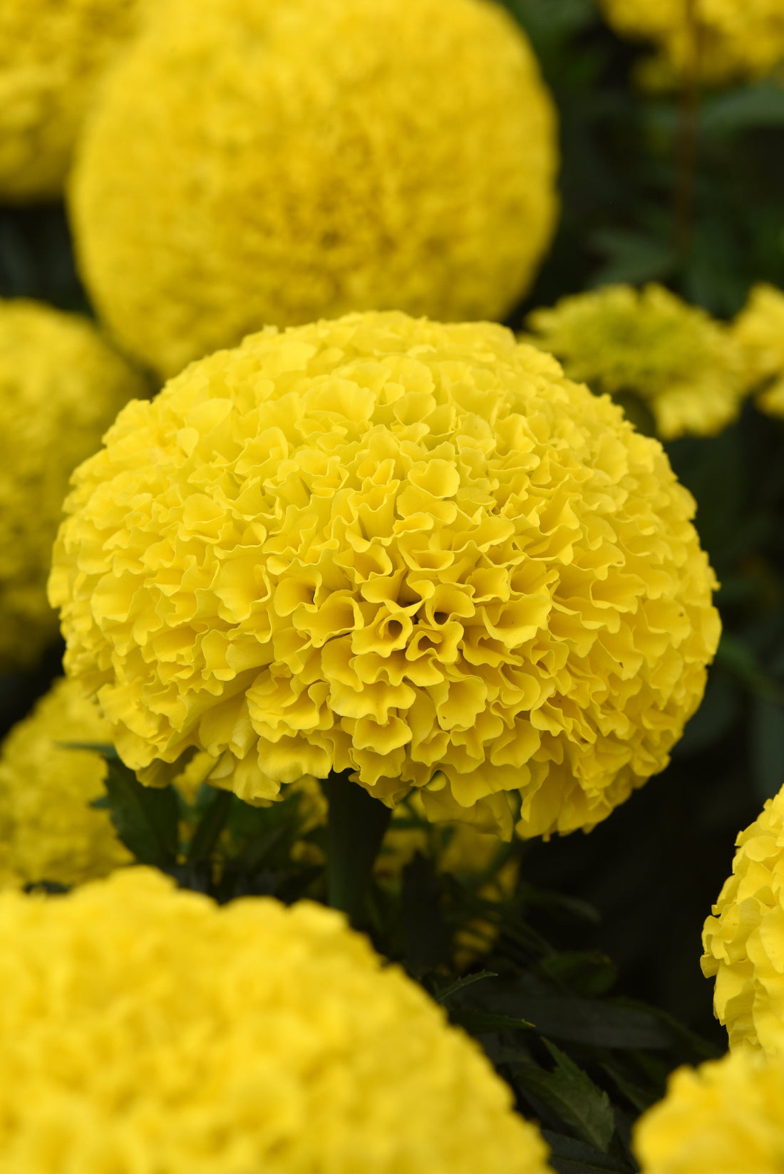 The Best Bulk Flower Seeds to Plant This Summer for Vibrant Blooms