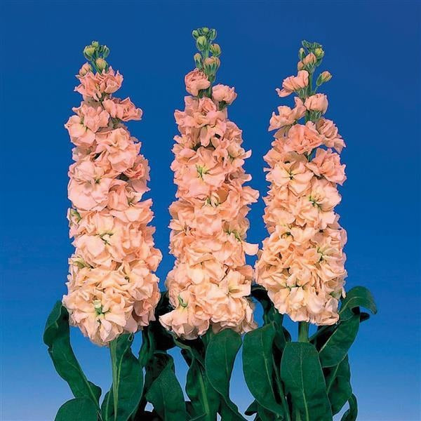 Matthiola Iron Apricot Stock flowers with tall fragrant spikes used in elegant cut flower bouquets