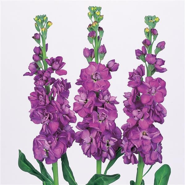 “Matthiola Iron Blue Stock flowers with tall stems and fragrant blue-purple blooms used in elegant cut flower arrangements”