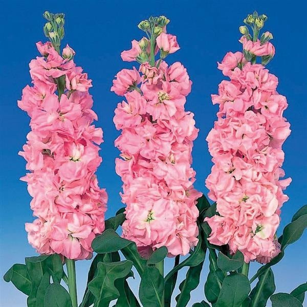 “Matthiola Iron Pink Stock flowers with fragrant pink blooms on tall stems used in elegant cut flower arrangements”