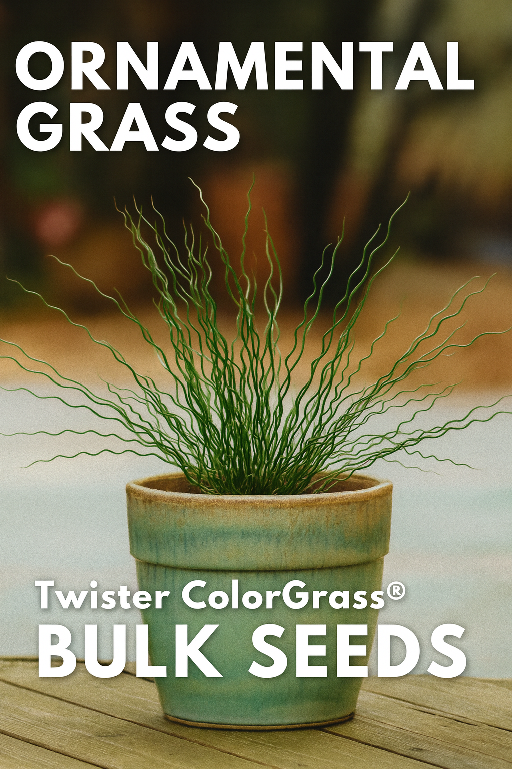 Ornamental Grass Twister ColorGrass® Carex with twisted green and white foliage