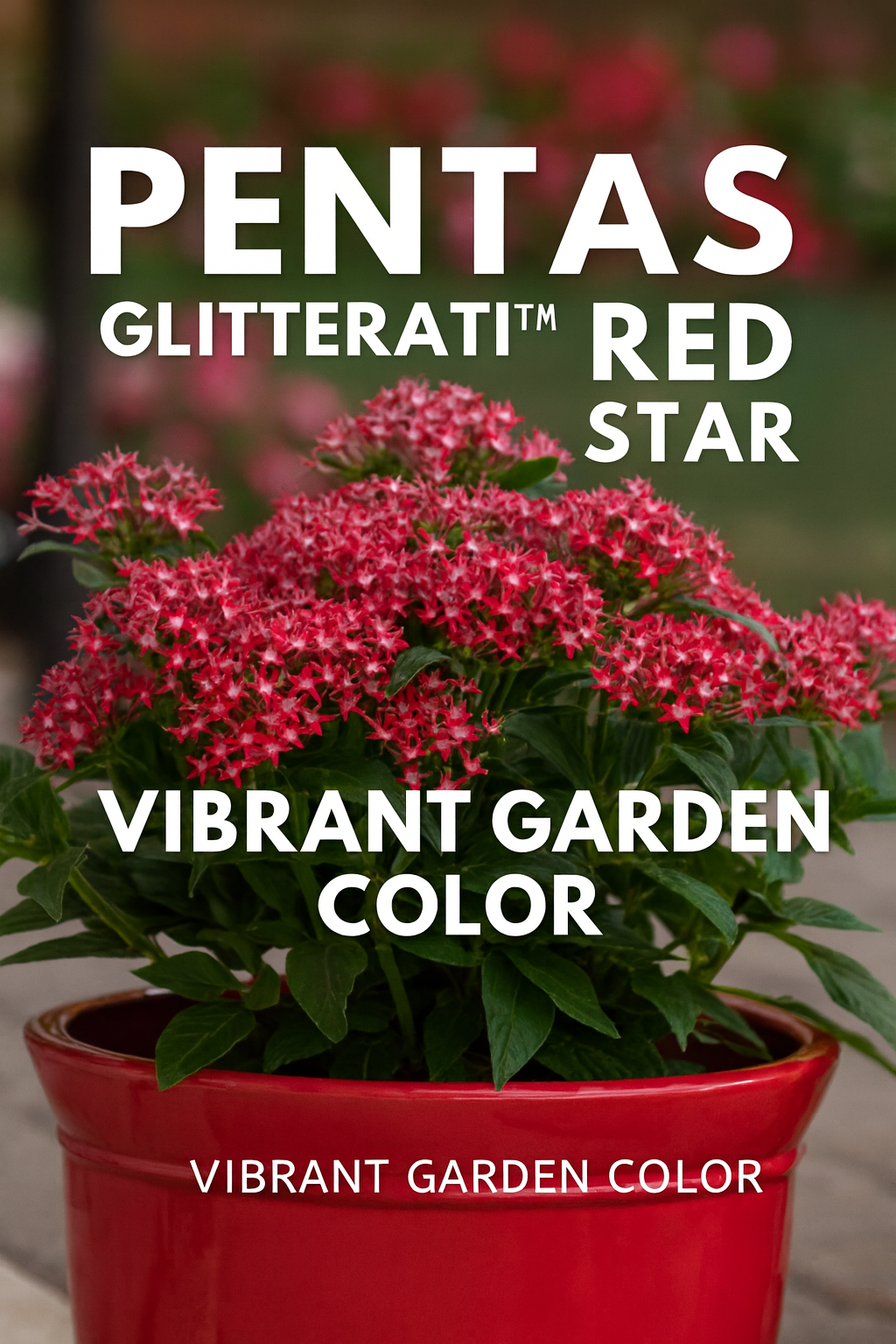 Pentas Glitterati Red Star Pelleted Seeds with vibrant scarlet star-shaped blooms