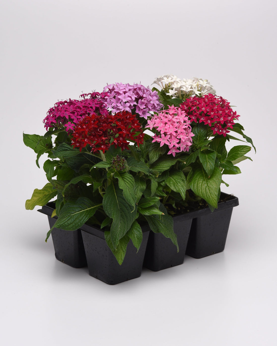 Pentas Lucky Star Mix Flower Seeds – vibrant red, pink, lavender, and white blooms in starter tray