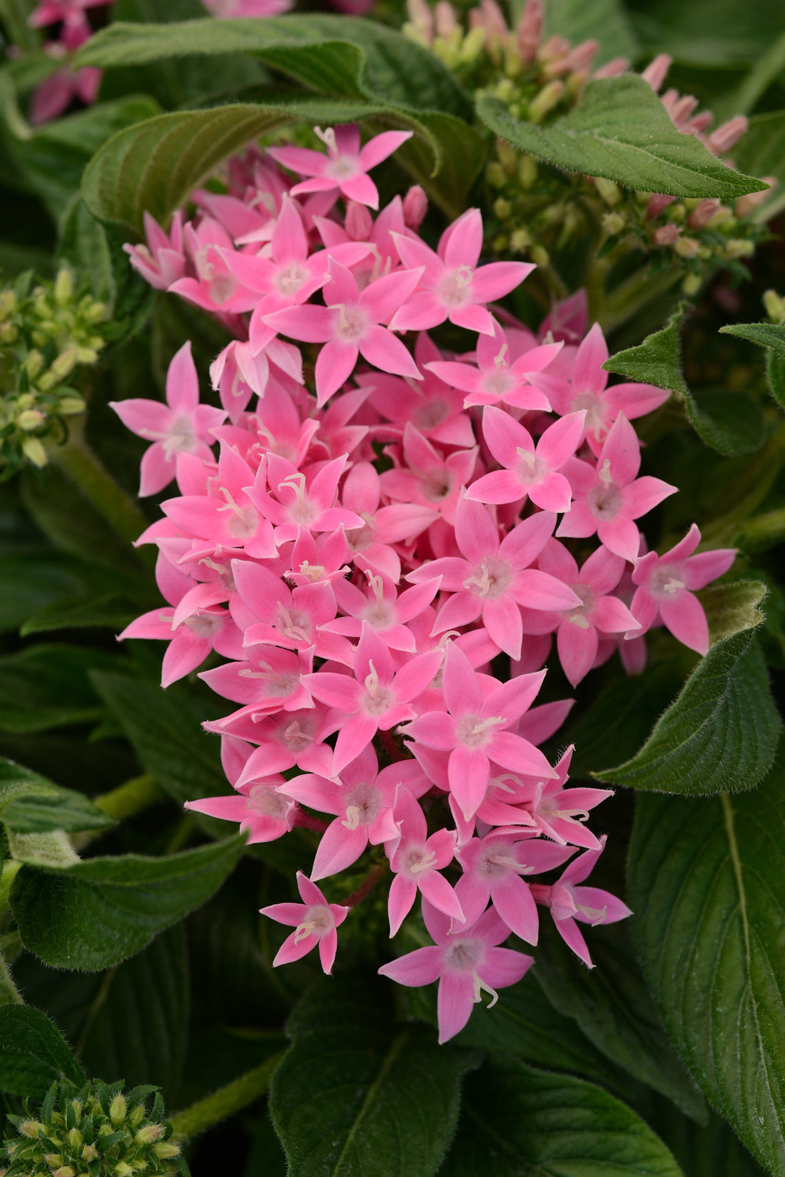 Pentas Lucky Star Pink Flower Seeds – bright pink star-shaped blooms for summer gardens