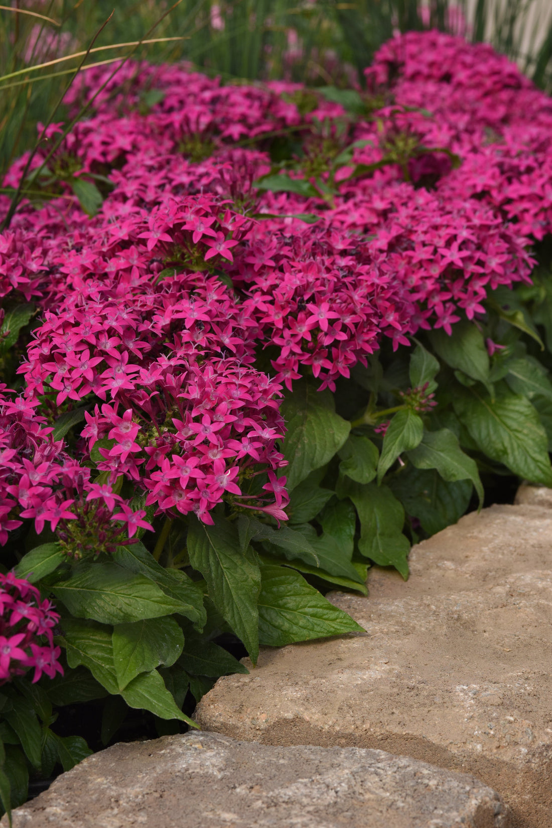 Pentas Lucky Star Violet Flower Seeds – vibrant violet star-shaped blooms in full summer color