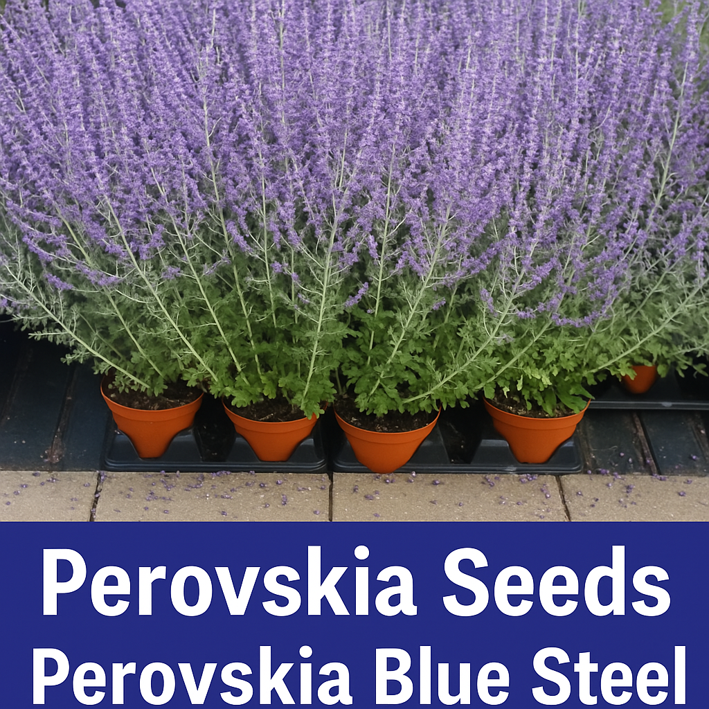 Perovskia Blue Steel Russian Sage with silver foliage and lavender-blue flowers
