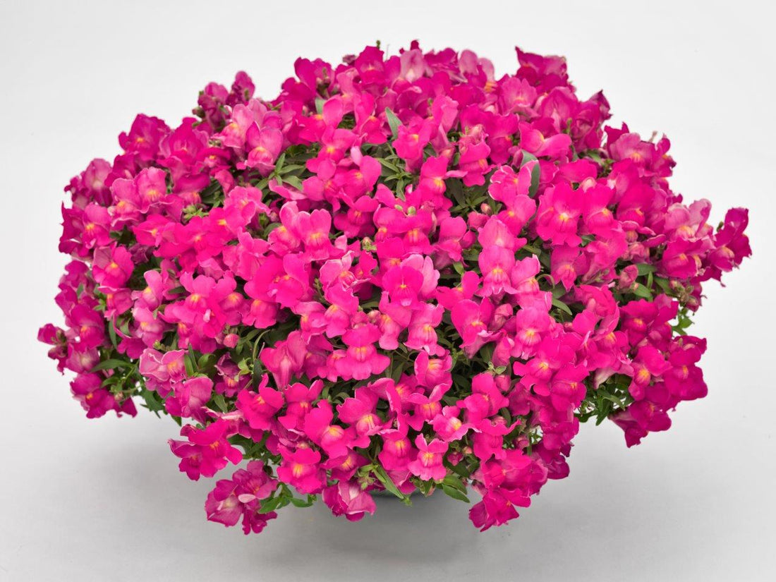 Trailing Snapdragon Candy Showers Rose blooming in a hanging basket with cascading rose-pink flowers