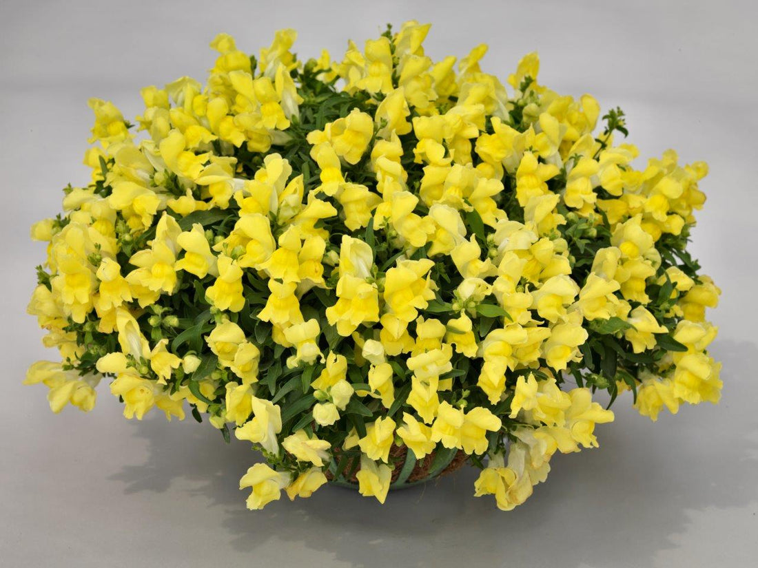 Snapdragon Candy Showers Yellow trailing snapdragon flowers in hanging basket with bright yellow blooms