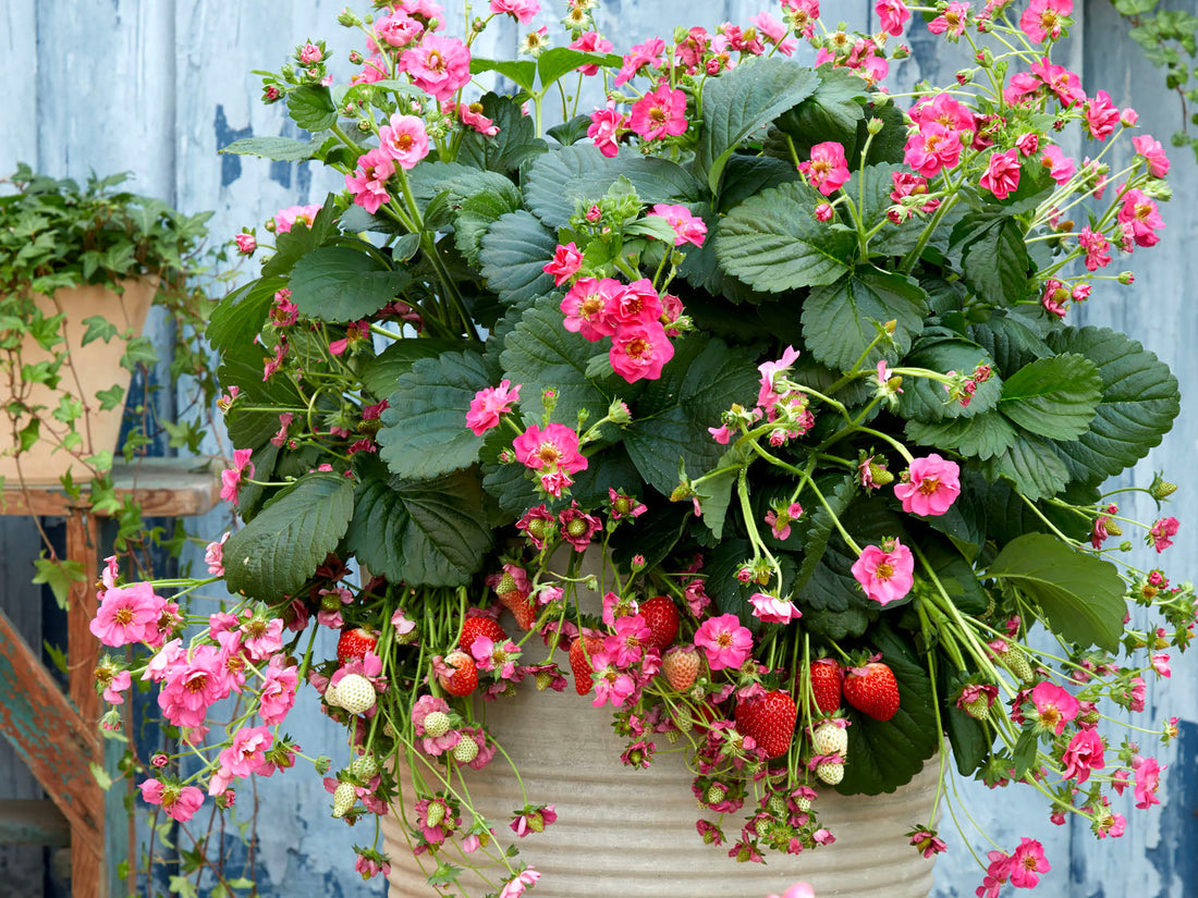 Strawberry Summer Breeze Cherry Blossom with pink cherry-blossom style flowers and ripe fruit in a garden container