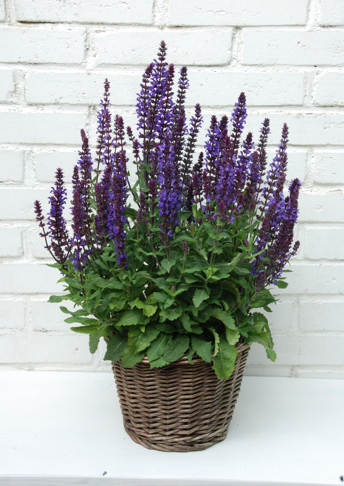 Discover the rich, deep-blue blooms of Salvia New Dimension™ Blue seeds. Perfect for gardens, borders, and containers. Bulk and smaller packs available.