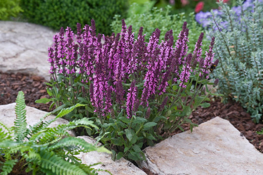 “Salvia New Dimension™ Rose flower spikes – bulk salvia seeds”