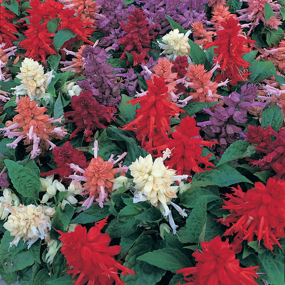 Salvia Sizzler Mix flowers in bloom – red, purple, and white spikes in a garden bed