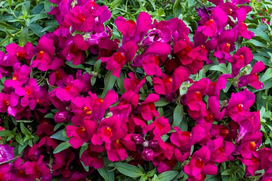 Trailing Snapdragon Candy Showers Deep Purple cascading in a hanging basket with rich purple blooms