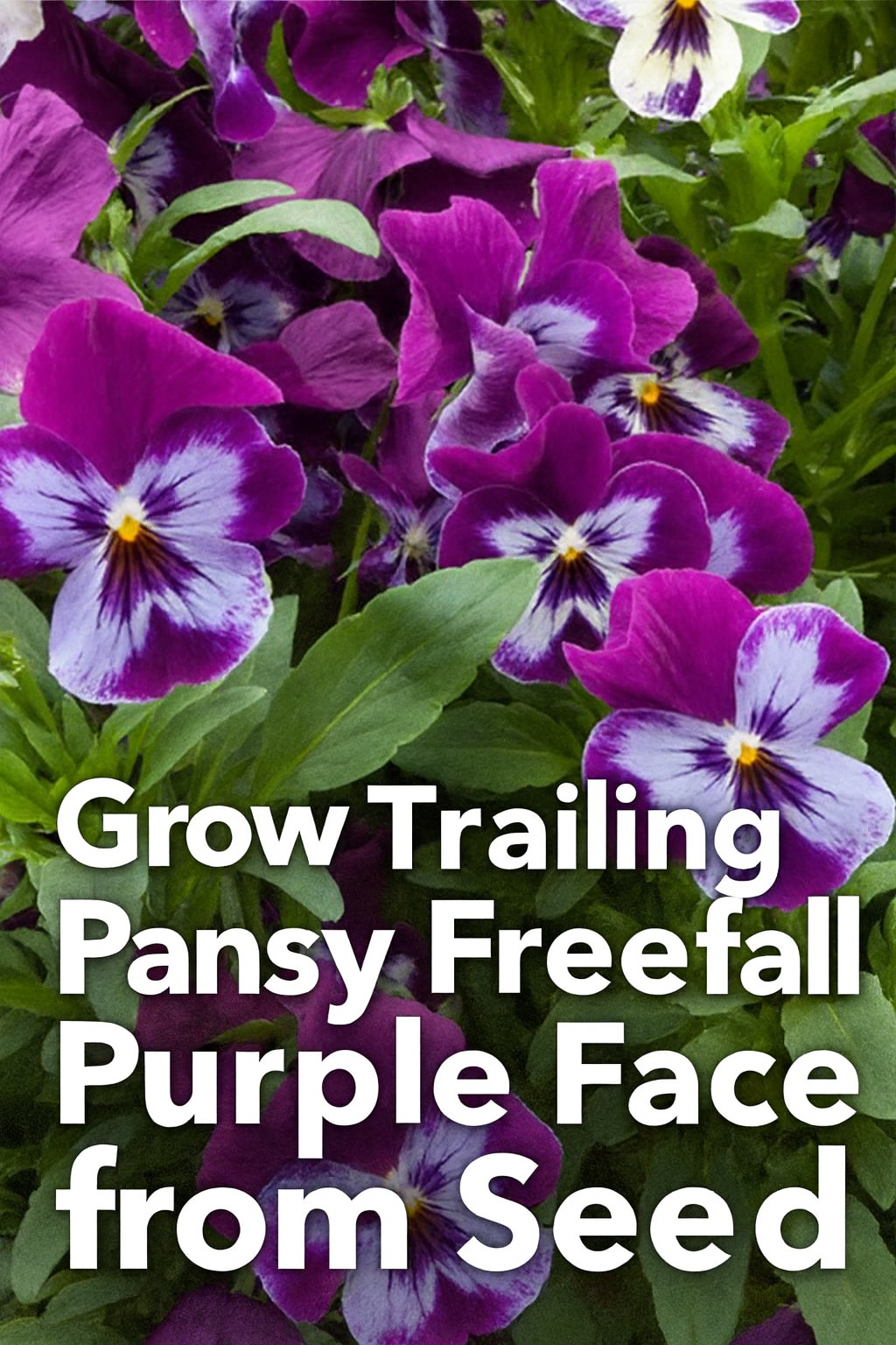 “Trailing Pansy Freefall Purple Face grown from seed, showcasing rich purple and white blooms cascading from a hanging basket.