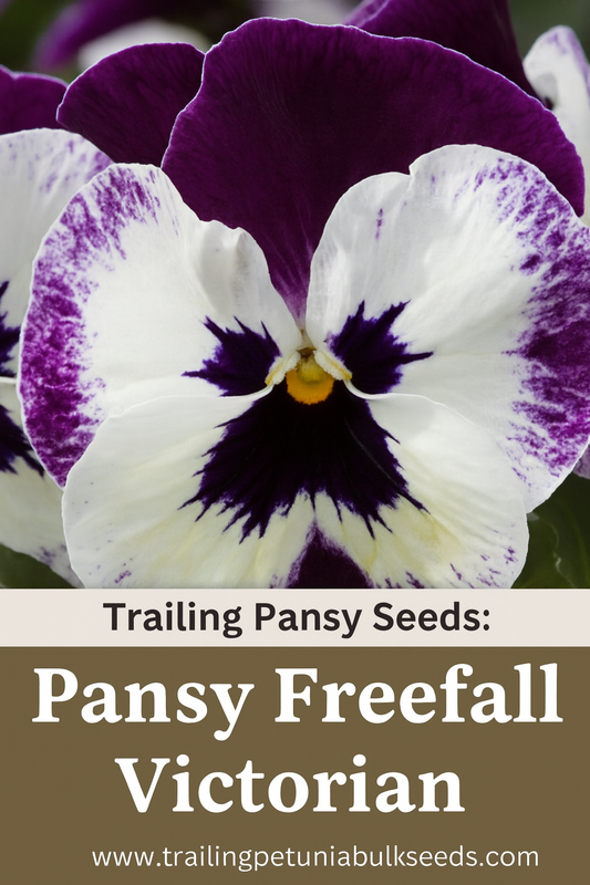 Trailing Pansy Freefall Victorian grown from seed in a hanging basket, showcasing cascading blooms in classic Victorian colors