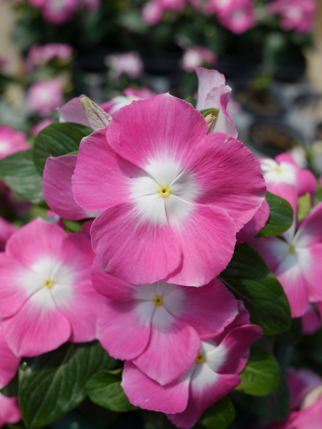 Vinca Mega Bloom seeds in bulk – vibrant flowers for heat-tolerant summer landscapes and containers