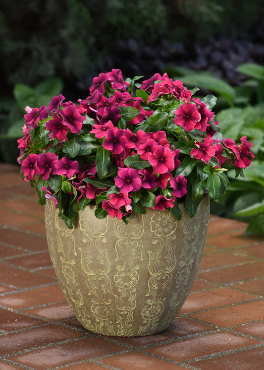 “Vinca Tattoo Black Cherry flowers with deep red petals and dark centers, thriving in full sun containers and summer landscapes.”