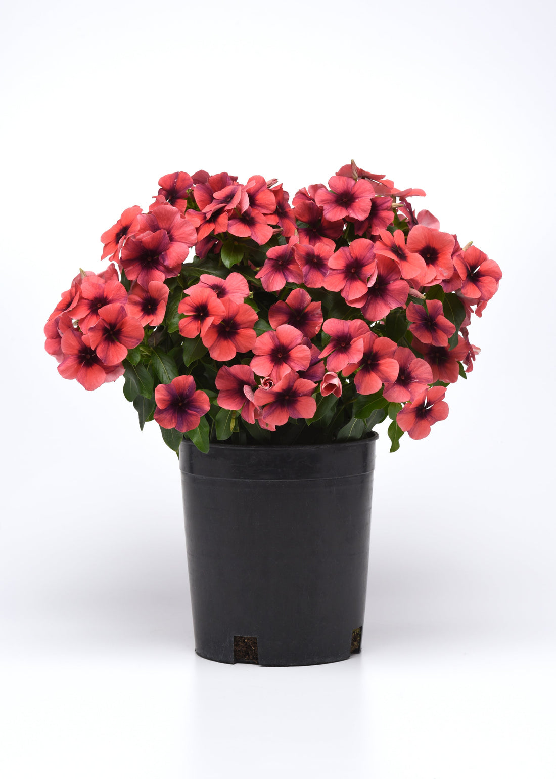 “Vinca Tattoo Papaya plant in full bloom with bright orange flowers and deep centers – high quality thumbnail for seeds.”