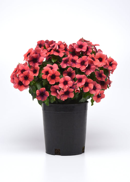 “Vinca Tattoo Papaya plant in full bloom with bright orange flowers and deep centers – high quality thumbnail for seeds.”