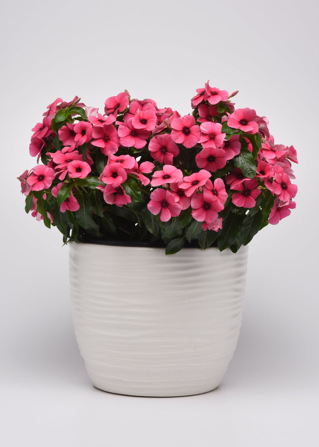 “Vinca Tattoo Raspberry blooms with bold raspberry-pink petals and dark centers, perfect for containers, hanging baskets, and landscapes.”