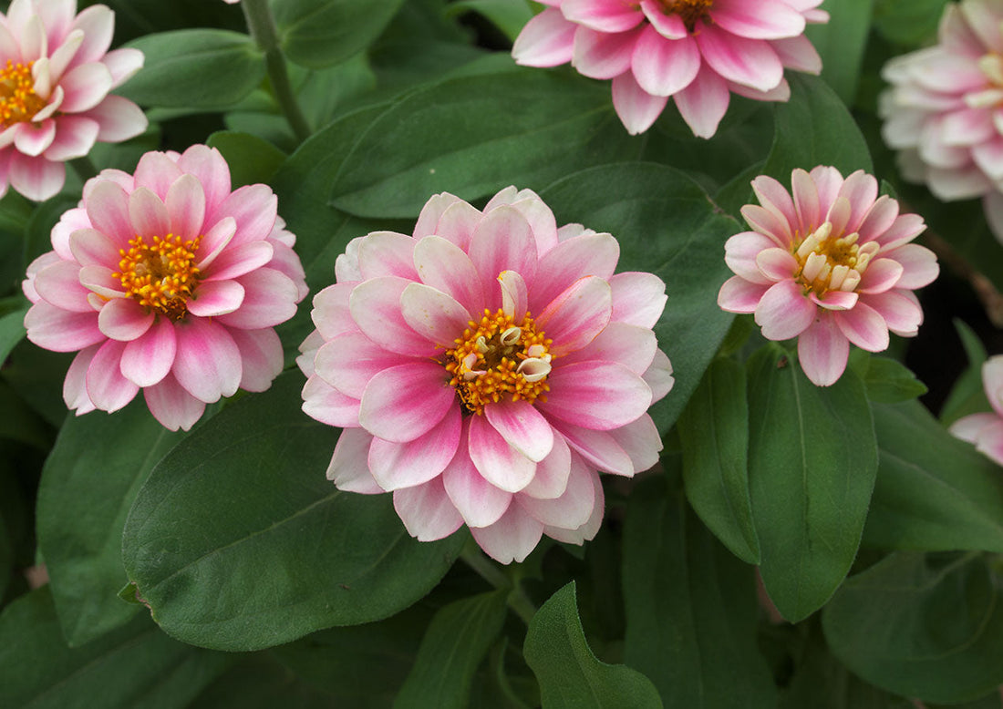 Start a Pollinator Paradise: Top Bulk Flower Seeds to Attract Bees and Butterflies