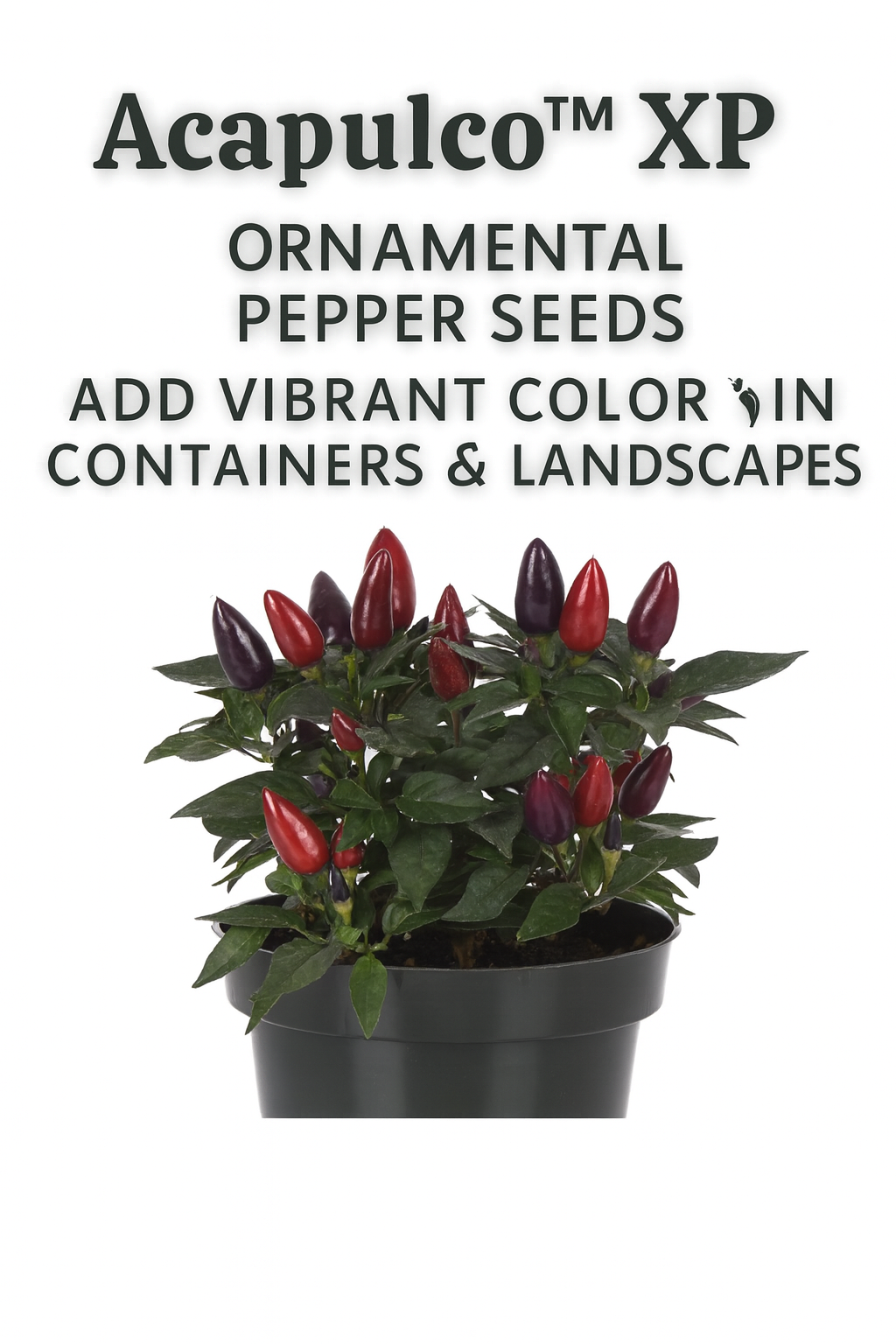 Acapulco™ XP Purple Ornamental Pepper plant in a pot, displaying vibrant purple and red peppers with glossy green foliage — perfect for containers, patios, and colorful landscapes