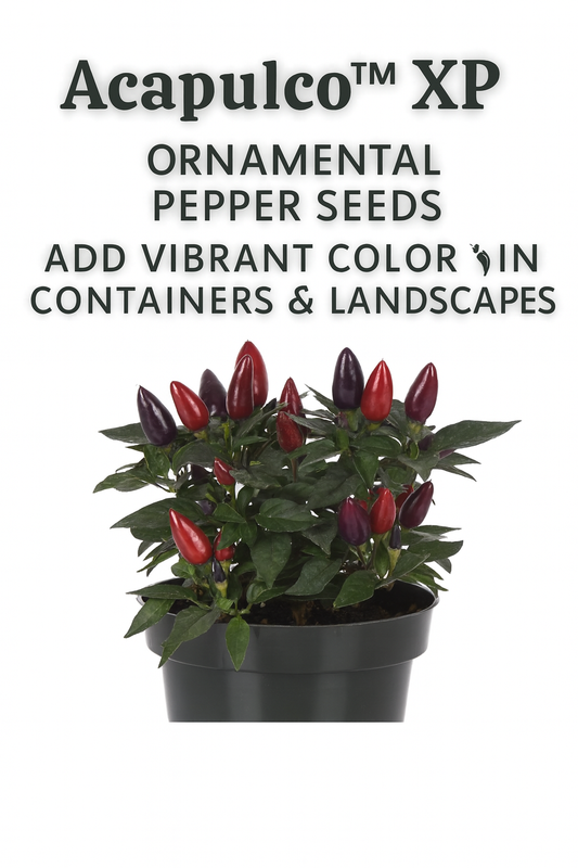 Acapulco™ XP Purple Ornamental Pepper plant in a pot, displaying vibrant purple and red peppers with glossy green foliage — perfect for containers, patios, and colorful landscapes