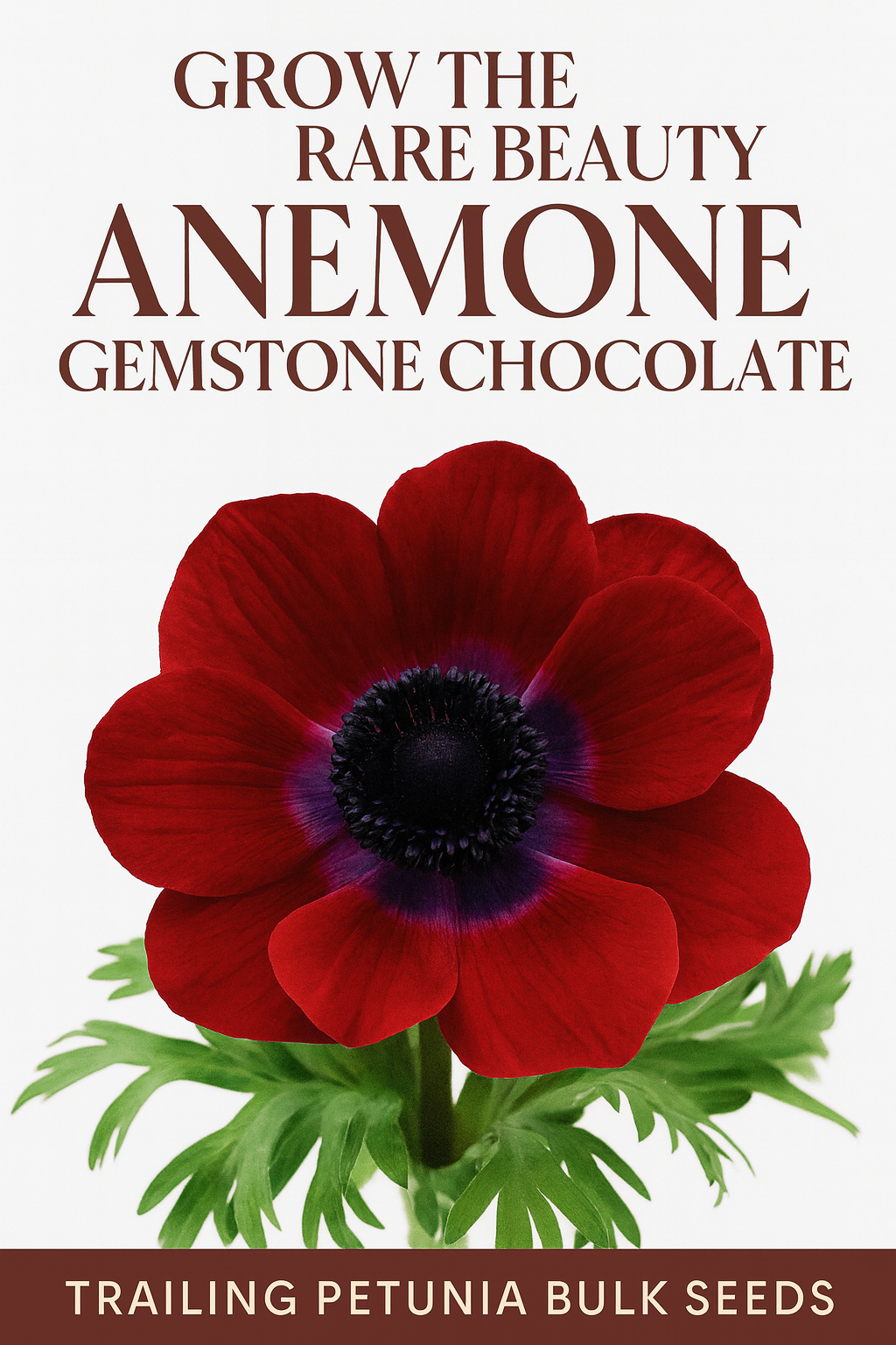 “Chocolate-colored Anemone Gemstone Windflower bloom in full sunlight”
