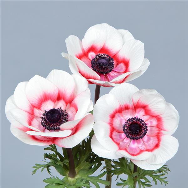 Anemone Gemstone Red Bicolor in full bloom featuring deep red petals with white edges and dark centers, ideal for spring gardens and cut flower arrangements