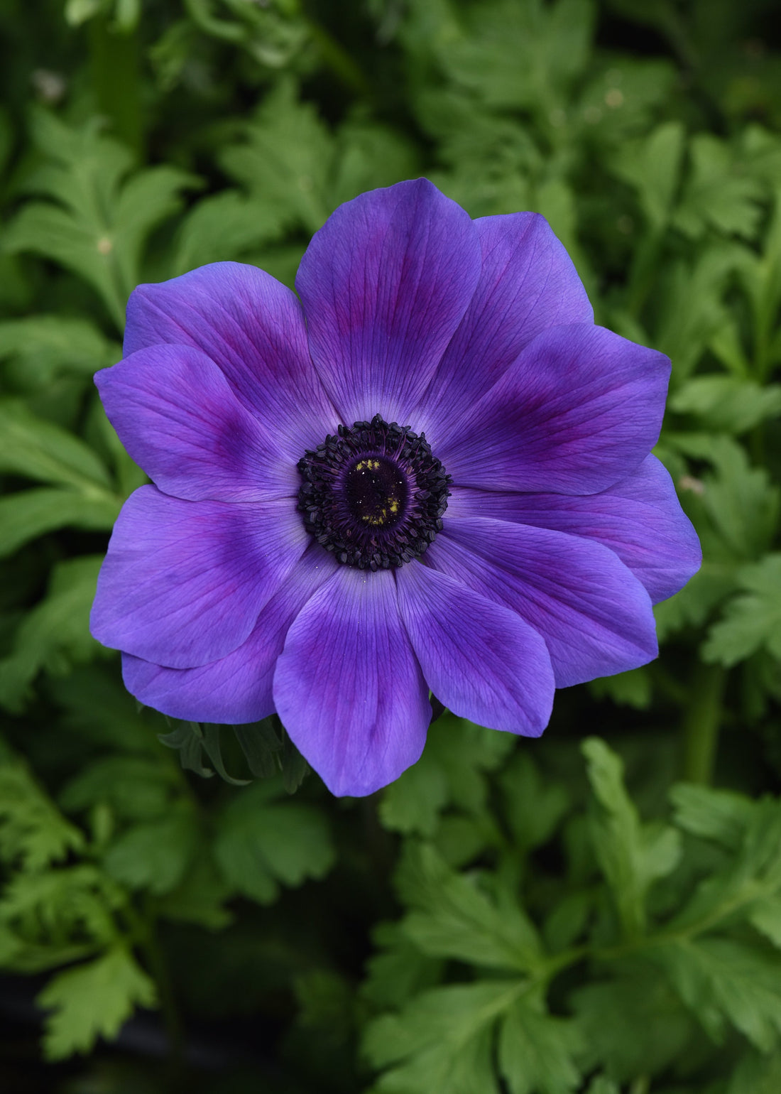 Anemone Mona Lisa Deep Blue flowers with velvety blue-purple petals and dark centers, ideal for spring gardens, containers, and fresh flower arrangements