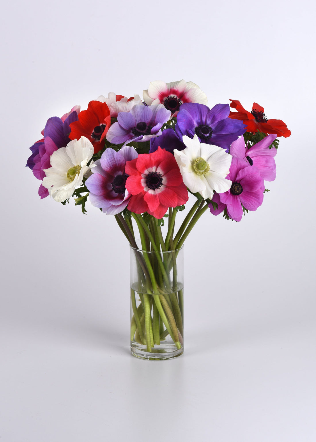 Anemone Mona Lisa Mix flowers in full bloom, featuring red, pink, purple, and white petals with dark centers—ideal for spring gardens and floral arrangements
