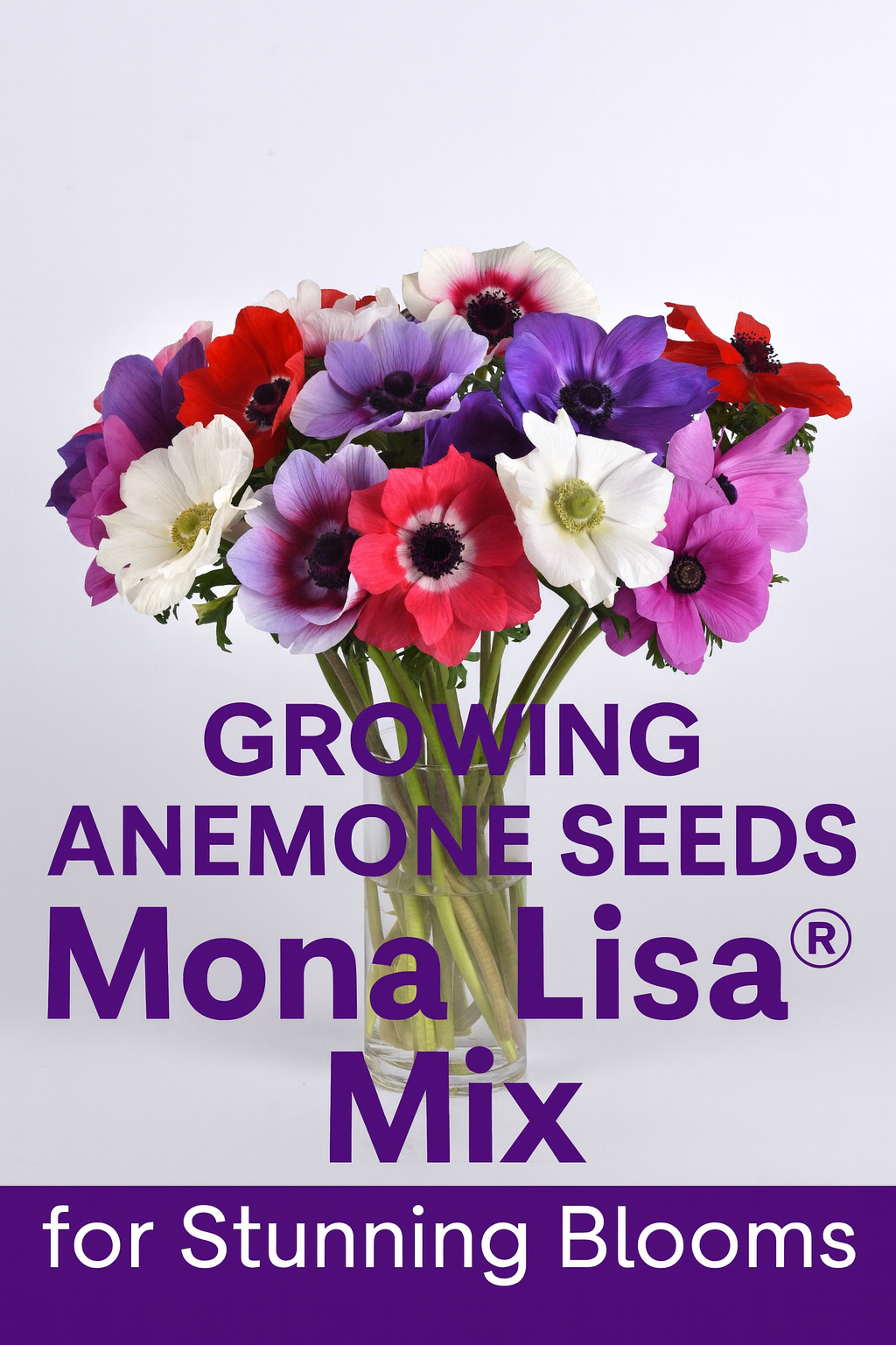 Bouquet of Anemone Mona Lisa® Mix flowers in vibrant shades of red, purple, pink, and white displayed in a glass vase, ideal for cut flower arrangements