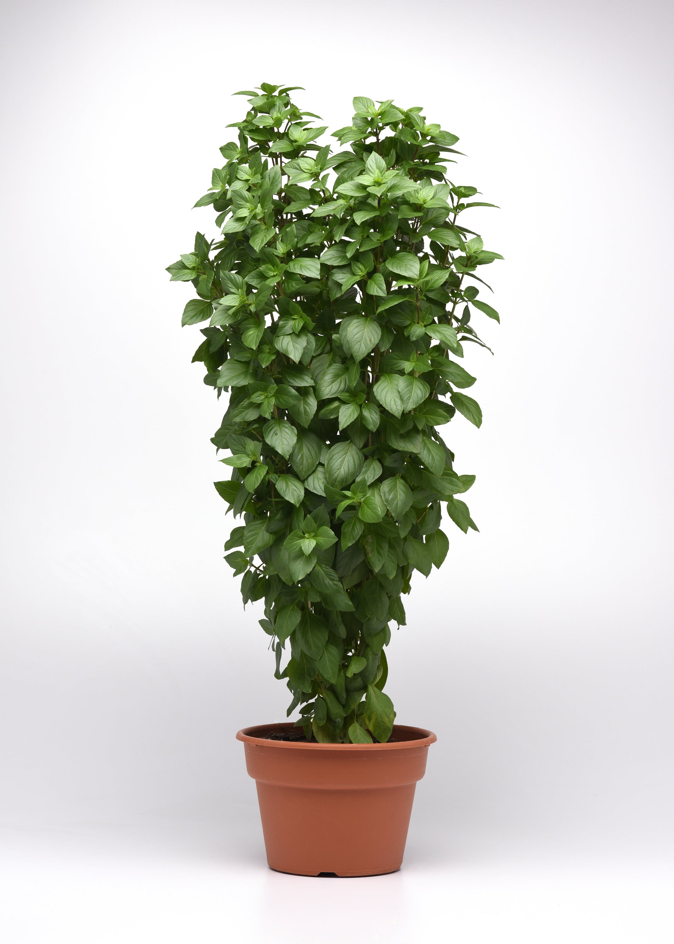 Everleaf Thai Towers Basil Seeds in Bulk – Upright Growth & Bold Thai ...