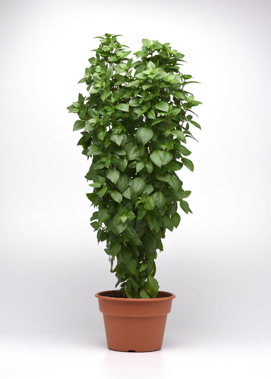 Everleaf Thai Towers basil plants grown from bulk herb seeds – upright and lush with glossy green leaves