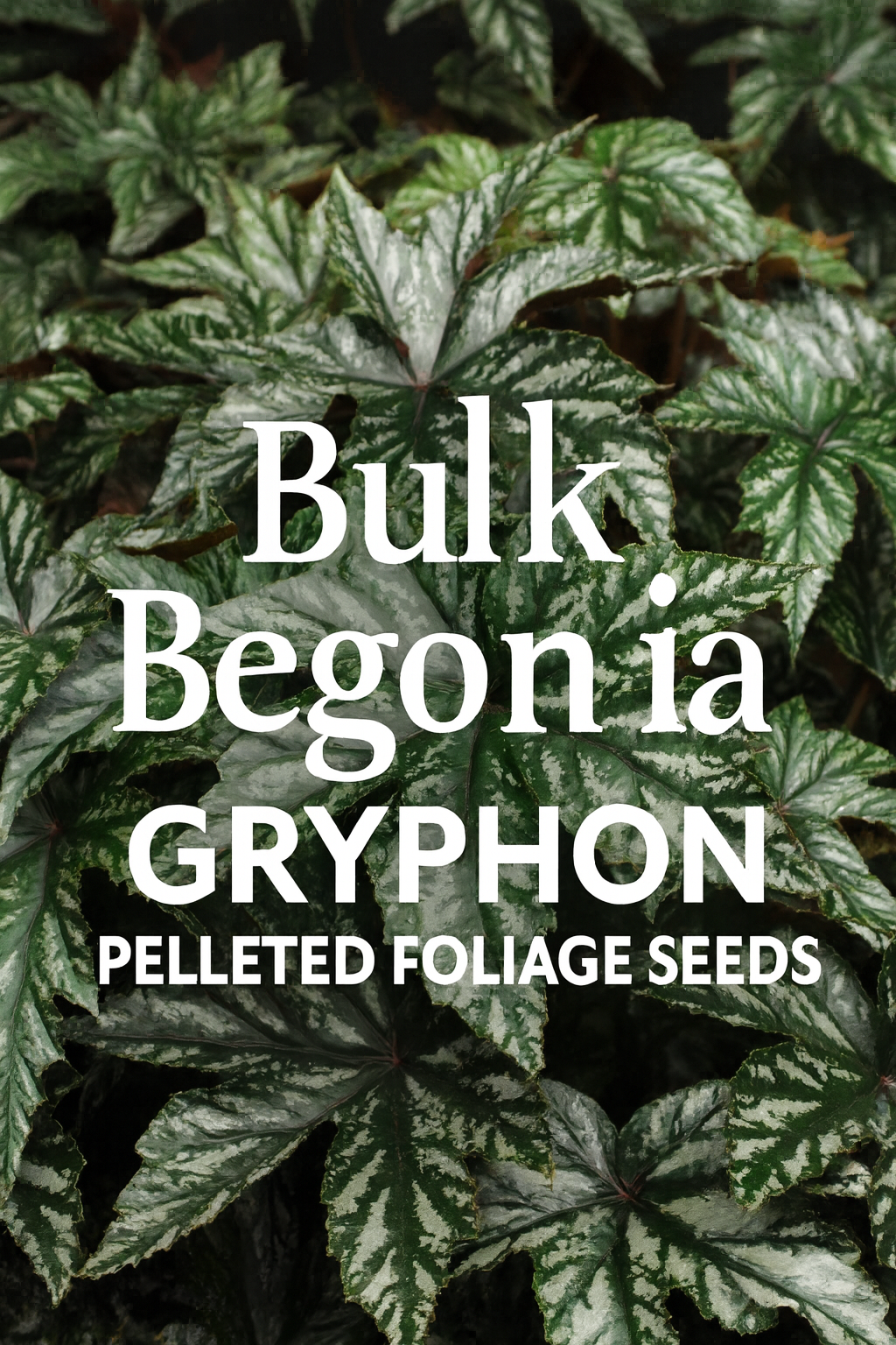 Begonia Gryphon foliage with silver, green, and bronze leaves grown from multi-pelleted seeds in shade container