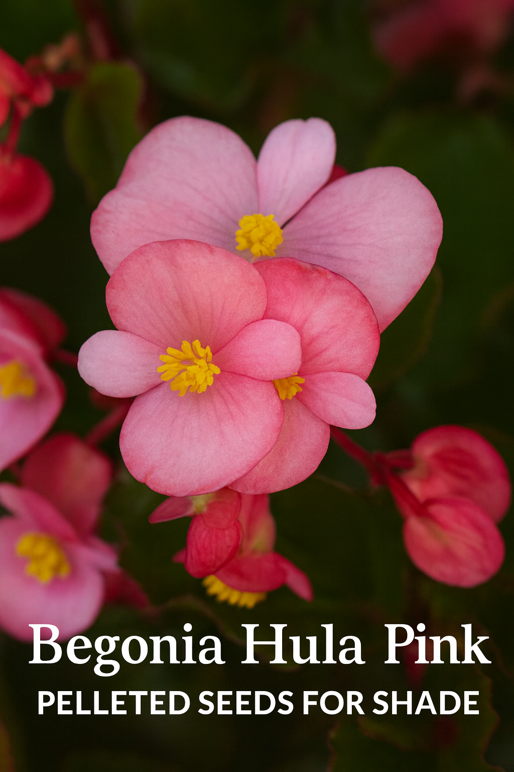Begonia Hula Pink trailing begonia flowers blooming in containers and shade beds from pelleted bulk seeds